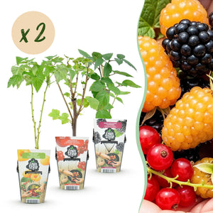 Livraison plante Fruitier tricolore – Lot de 6 – Pot 9 cm