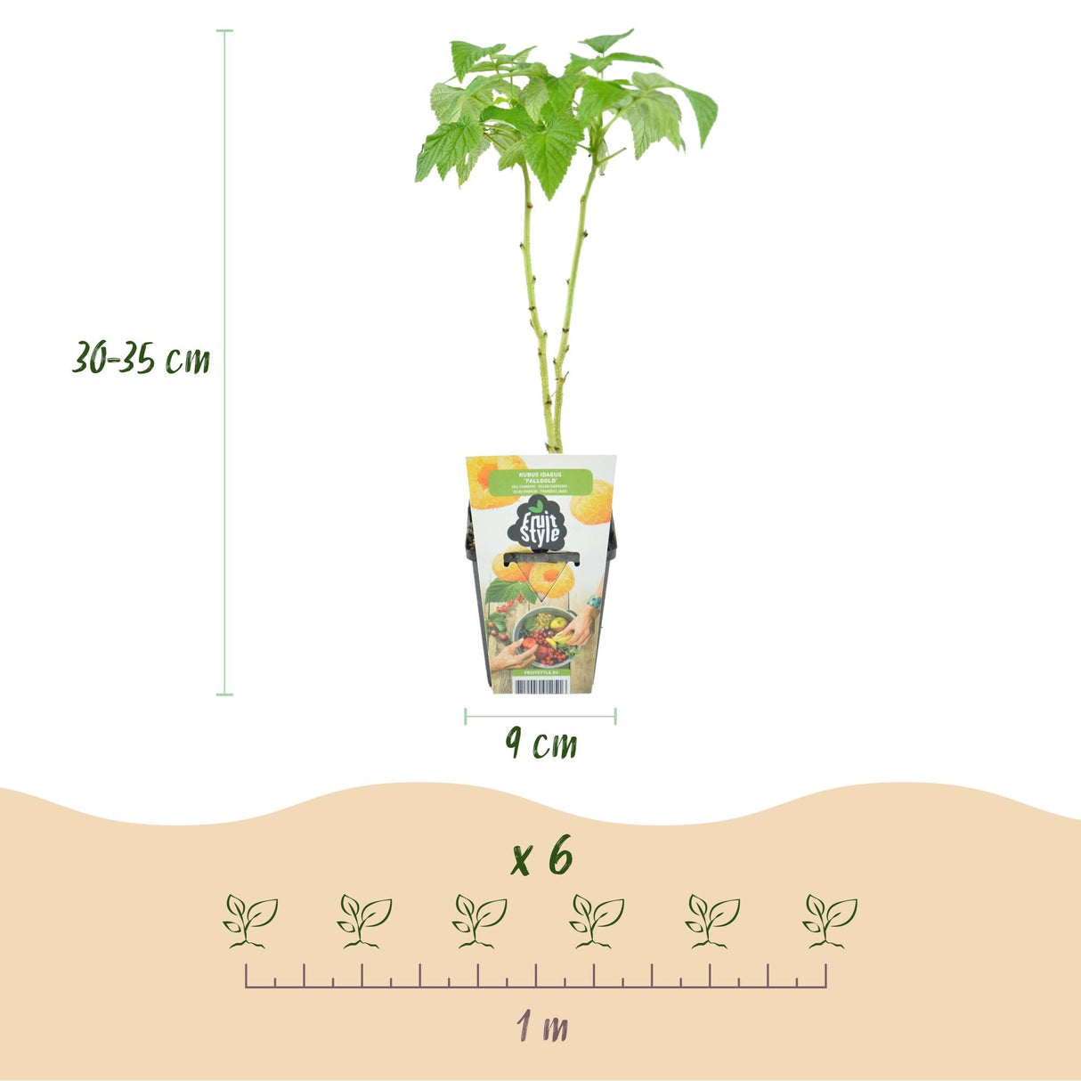 Livraison plante Fruitier tricolore – Lot de 6 – Pot 9 cm