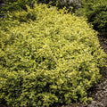 Fusain De Fortune (Euonymus Fortunei) 'Emerald 'n Gold'