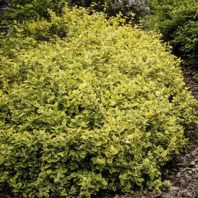 Fusain De Fortune (Euonymus Fortunei) 'Emerald 'n Gold'