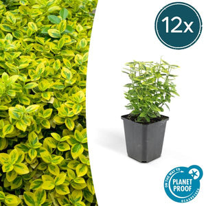 Livraison plante Fusain de Fortune 'Emerald 'n Gold'