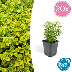 Livraison plante Fusain de Fortune 'Emerald 'n Gold'