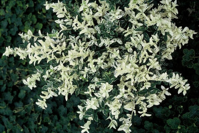 Fusain De Fortune (Euonymus fortunei) 'Harlequin'