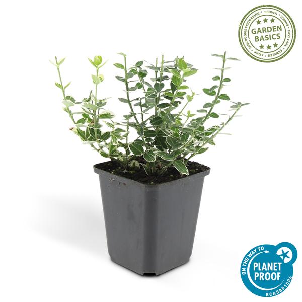 Livraison plante Fusain 'Emerald 'n Gaiety'