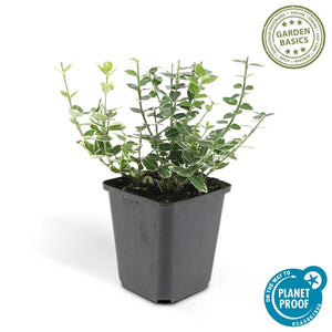 Livraison plante Fusain 'Emerald 'n Gaiety'