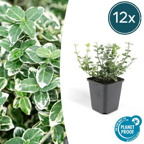 Livraison plante Fusain 'Emerald 'n Gaiety'