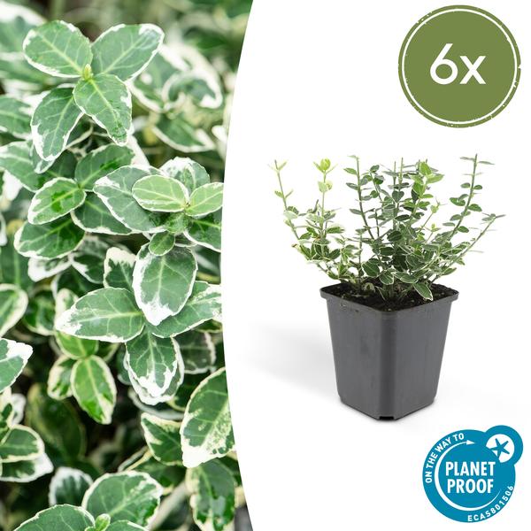 Livraison plante Fusain 'Emerald 'n Gaiety'