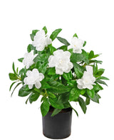 Livraison plante Gardenia artificielle blanche