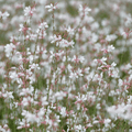 Gaura De Lindheimer (Gaura lindheimeri) 'Gaura Lindheimeri'