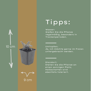 Livraison plante Gaura rose