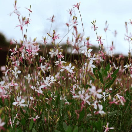 Livraison plante Gaura rose
