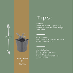 Livraison plante Gaura rose