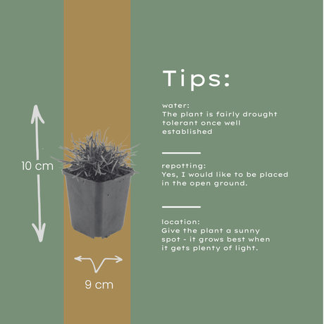 Livraison plante Gazon d'Espagne Armeria