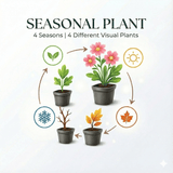 Livraison plante Gazon d'Espagne Armeria