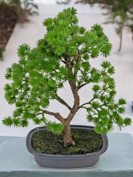 Livraison plante Genévrier - bonsai artificiel