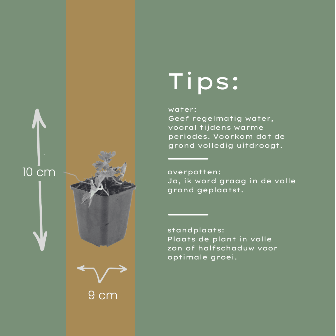 Livraison plante Geranium azur