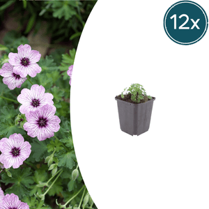 Livraison plante Geranium ballerine