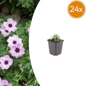 Livraison plante Geranium ballerine