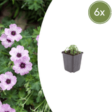 Livraison plante Geranium ballerine