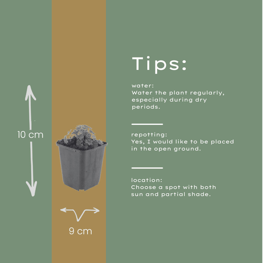 Livraison plante Geranium ballerine