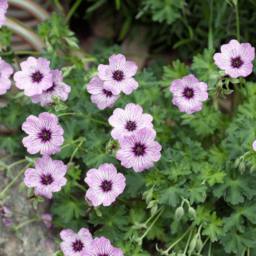 Géranium Cendré 'Ballerina' - Fleurs roses & rustique