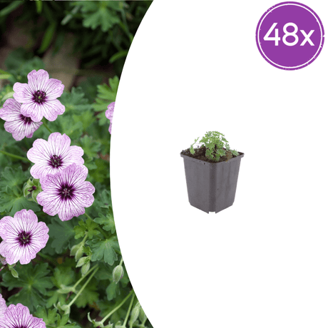 Livraison plante Geranium ballerine