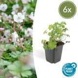 Livraison plante Geranium cantabrigiense Biokovo