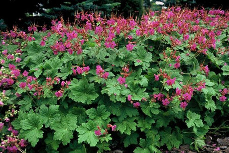 Livraison plante Géranium macrorrhizum Czakor