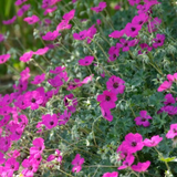 Livraison plante Geranium Max frei