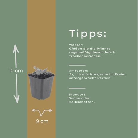 Livraison plante Geranium rose