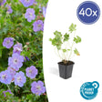 Livraison plante Géranium Rozanne x 40