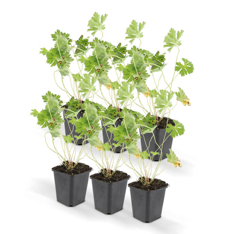 Livraison plante Geranium Rozanne X6