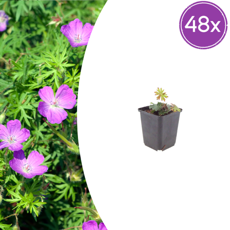 Livraison plante Geranium sanguiné