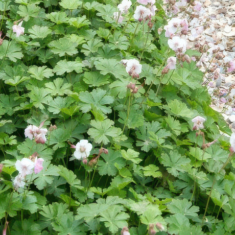 Livraison plante Géranium vivace 'Biokovo'