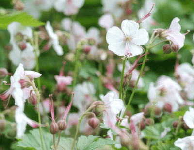 Géranium Vivace (Geranium x cantabrigiense) 'Biokovo'