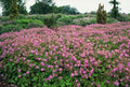 Géranium Vivace (Geranium x cantabrigiense) 'Cambridge'