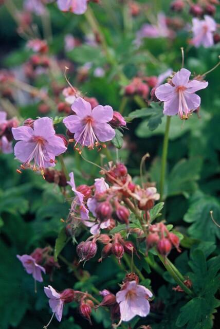 Livraison plante Géranium vivace 'Ingwersen's Variety'