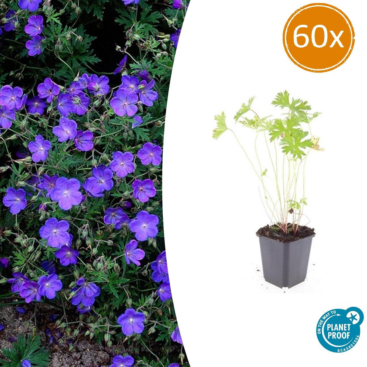 Livraison plante Géranium vivace 'Johnson's Blue'