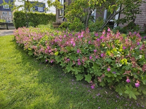 Livraison plante Géranium vivace macrorrhizum