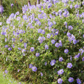 Géranium Vivace (Geranium) 'Rozanne'