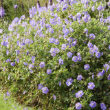Livraison plante Géranium vivace 'Rozanne'