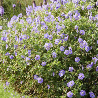 Géranium Vivace (Geranium) 'Rozanne'