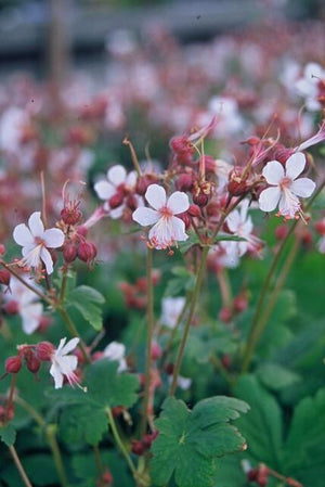 Livraison plante Géranium vivace 'Spessart'