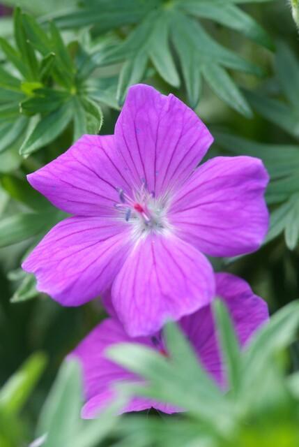 Livraison plante Géranium vivace 'Tiny Monster'