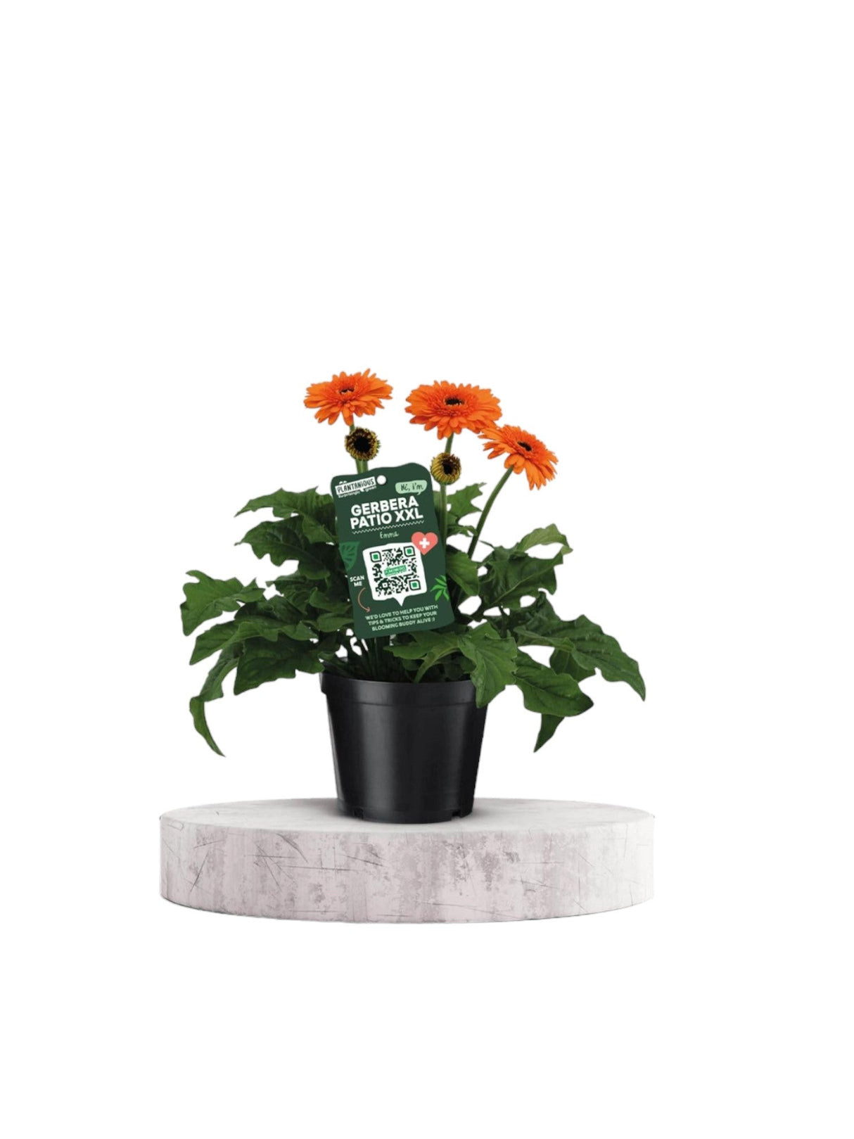 Livraison plante Gerbera Patio Orange