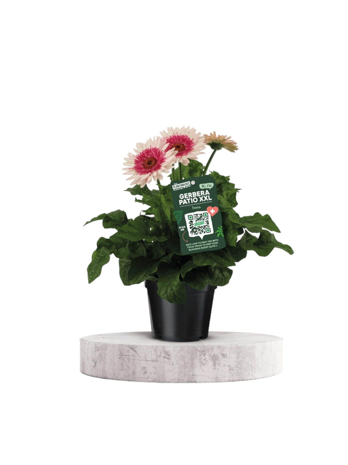 Livraison plante Gerbera Patio Rose