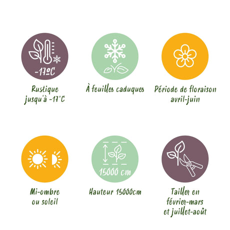 Livraison plante Glycine Prolific – Lot de 1 – Pot 11 cm – Hauteur 40 cm