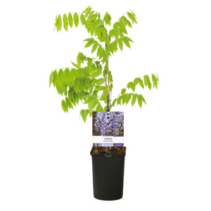 Livraison plante Glycine Prolific – Lot de 1 – Pot 11 cm – Hauteur 40 cm
