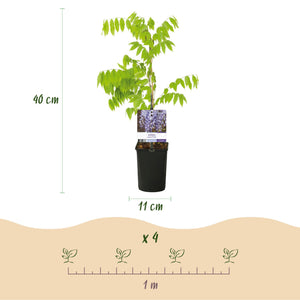 Livraison plante Glycine Prolific – Lot de 1 – Pot 11 cm – Hauteur 40 cm
