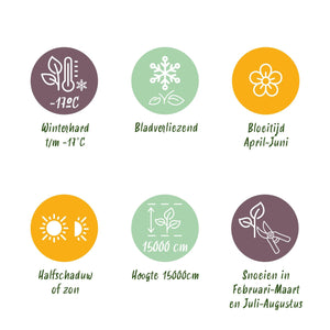 Livraison plante Glycine Prolific – Lot de 1 – Pot 11 cm – Hauteur 40 cm